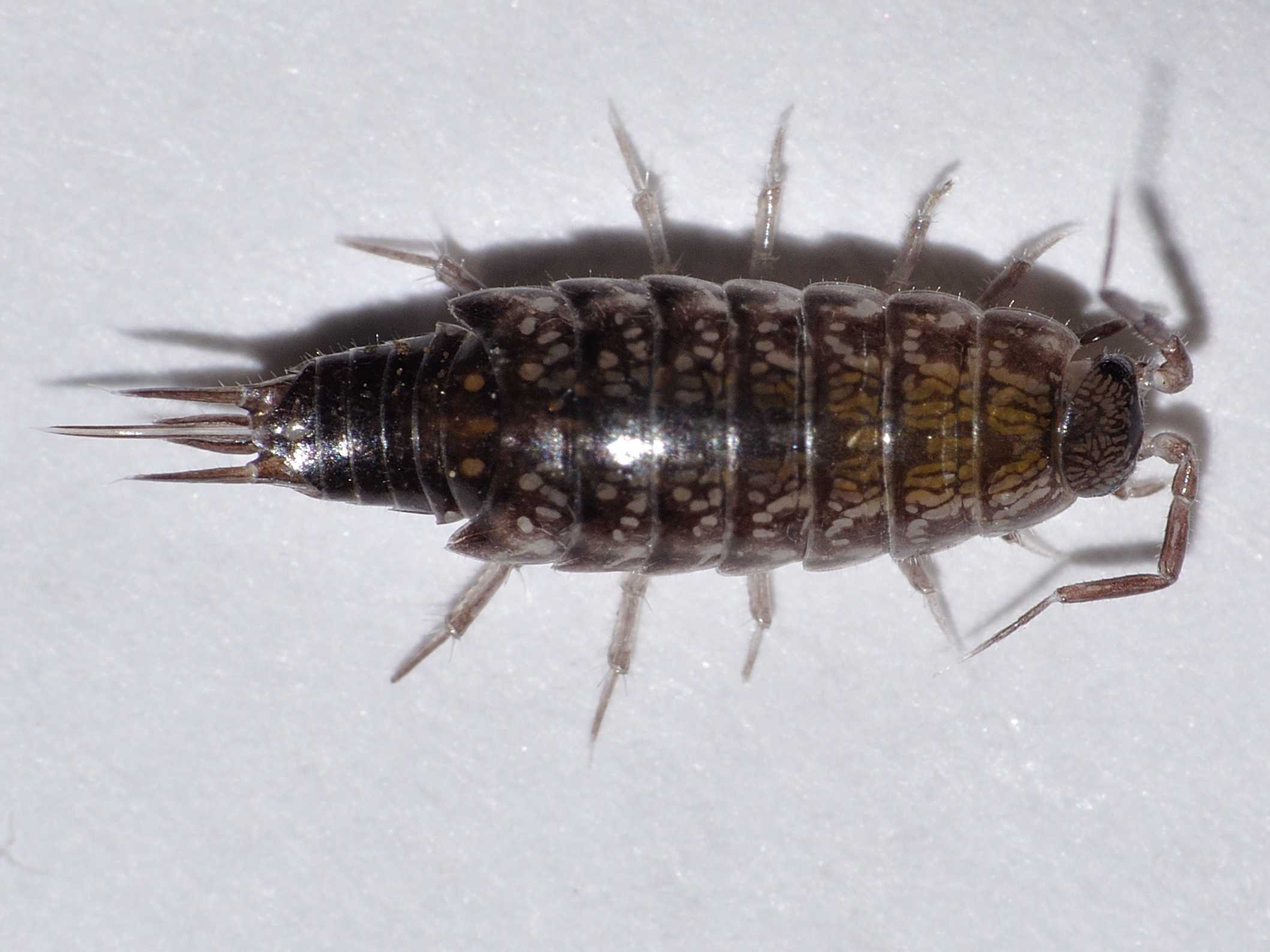 Philosciidae - Chaetophiloscia hastata maschio
